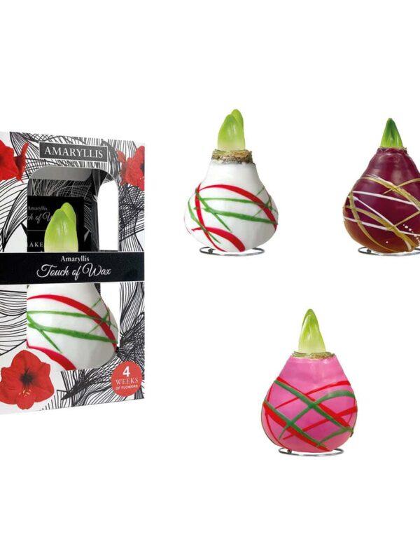 AR/01 mixed colours in carton gift box / red flower
