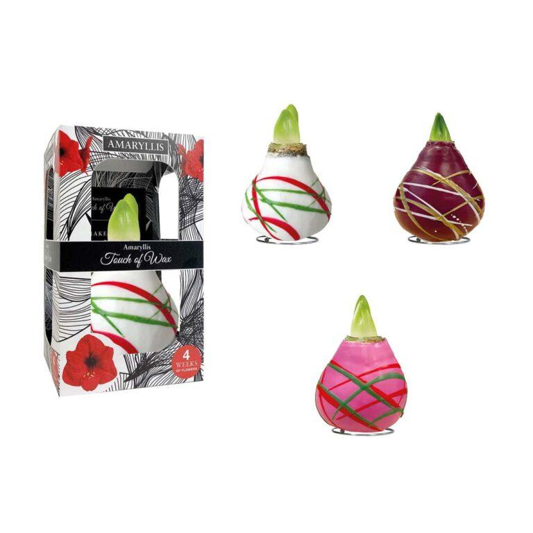AR/01 mixed colours in carton gift box / red flower