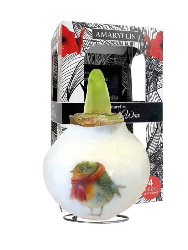 PO/01 Robin in carton gift box / red flower