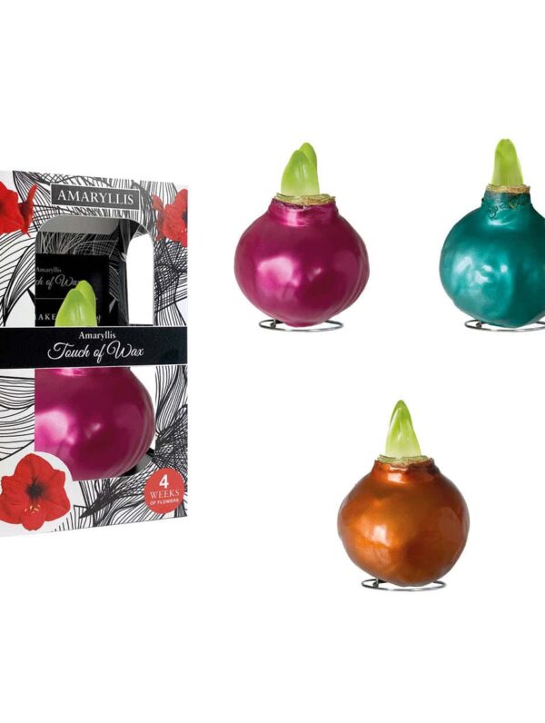 ME/01 mixed colours in carton gift box / red flower