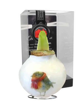 PO/01 Robin in PET gift box / red flower