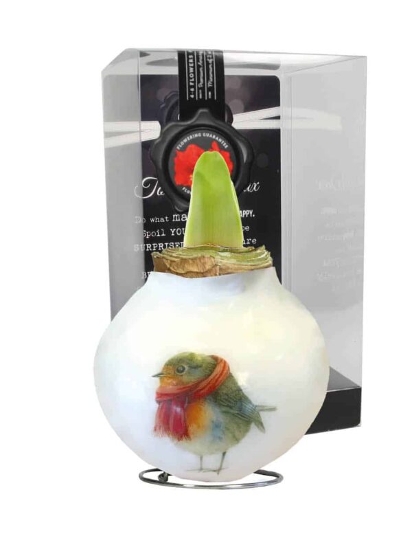 PO/01 Robin in PET gift box / red flower