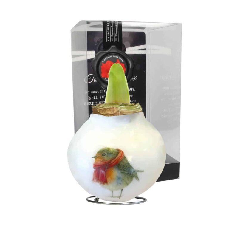 PO/01 Robin in PET gift box / red flower