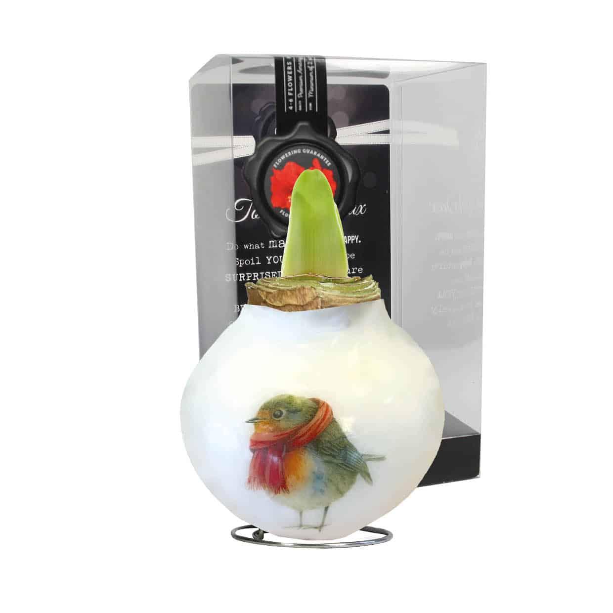 PO/01 Robin in PET gift box / red flower