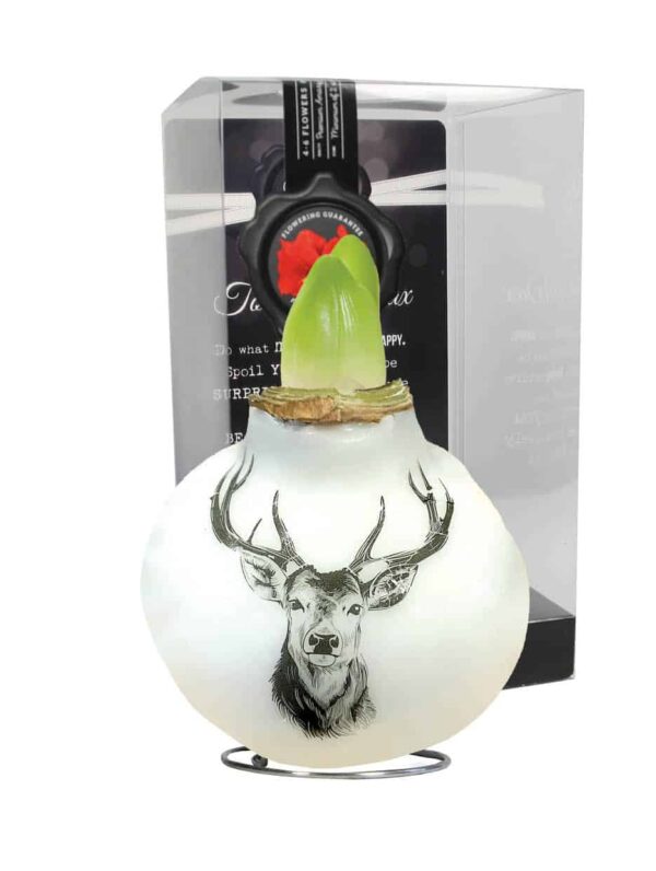 PO/02 Reindeer in PET gift box / red flower