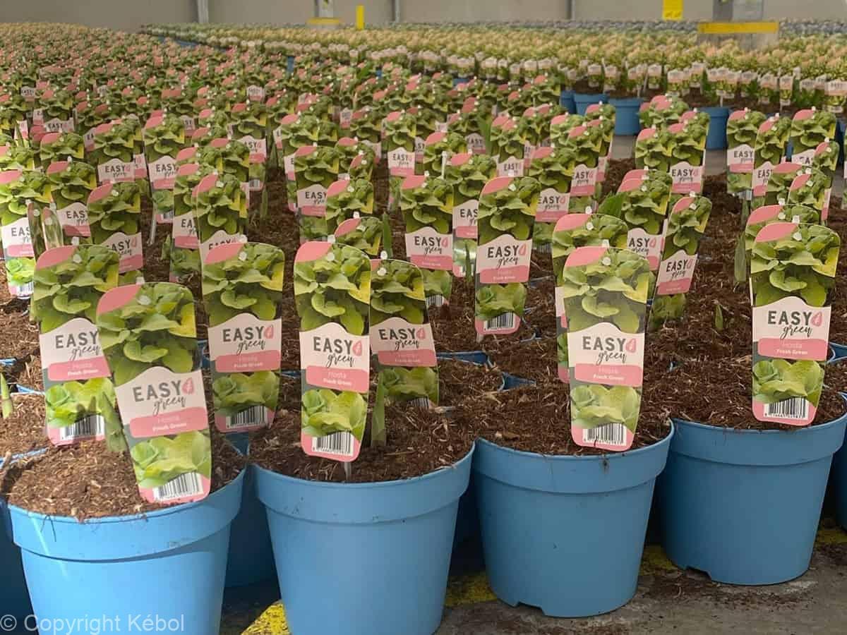 Kebol Shell Discover Easy Green: the new sustainable perennial range from Kébol ...