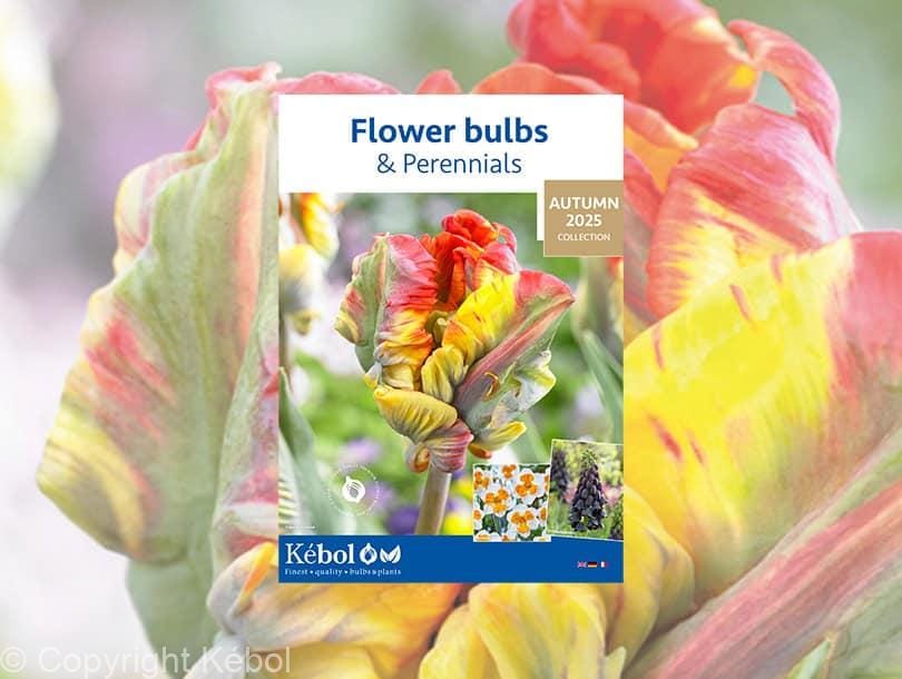 Kebol Shell Discover our Autumn Flower bulbs & Perennials 2025 collection! - Kébol
