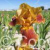 Iris Hissy Fit