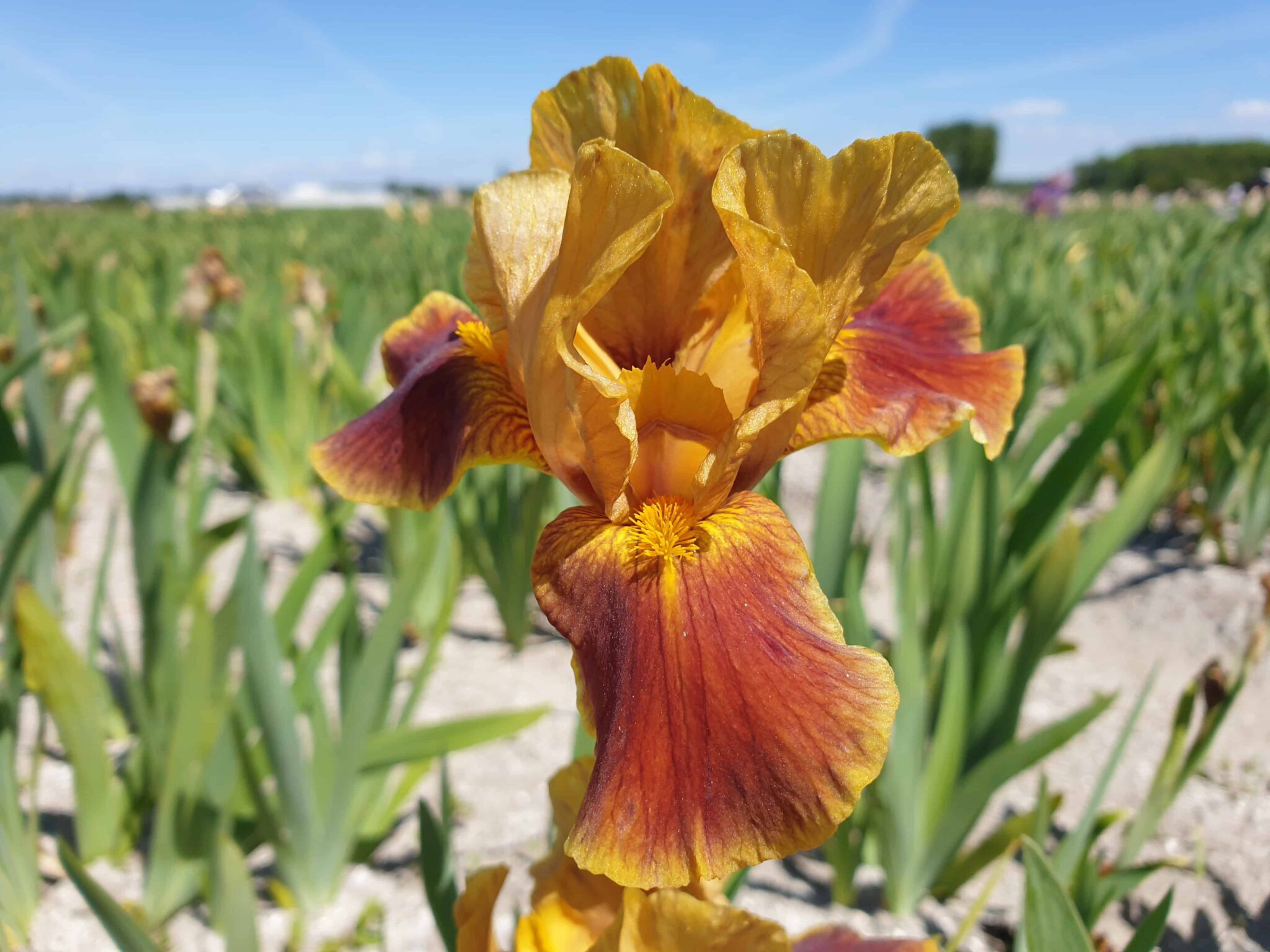 Iris Hissy Fit
