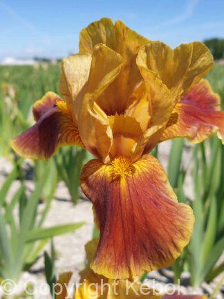 Iris intermedia Hissy Fit - Bag