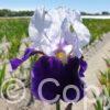 Iris Night Edition