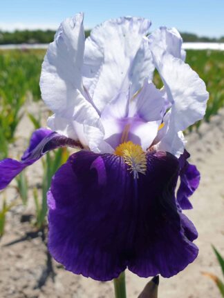 Iris Night Edition - bag