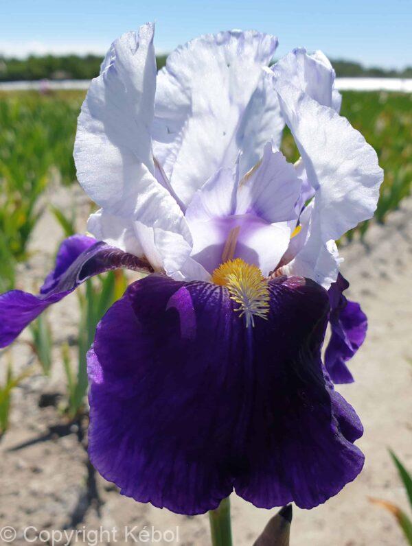 Iris Night Edition