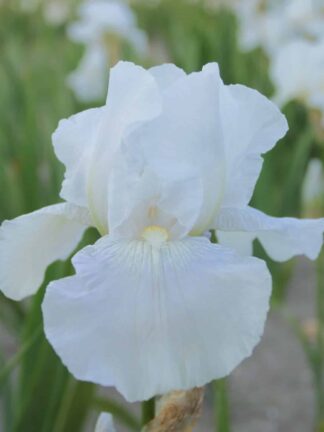 Iris White Knight - bag