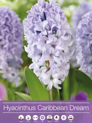 Hyacinthus Carribean Dream