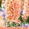 Hyacinthus Gipsy Queen
