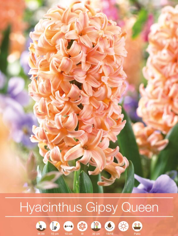 Hyacinthus Gipsy Queen