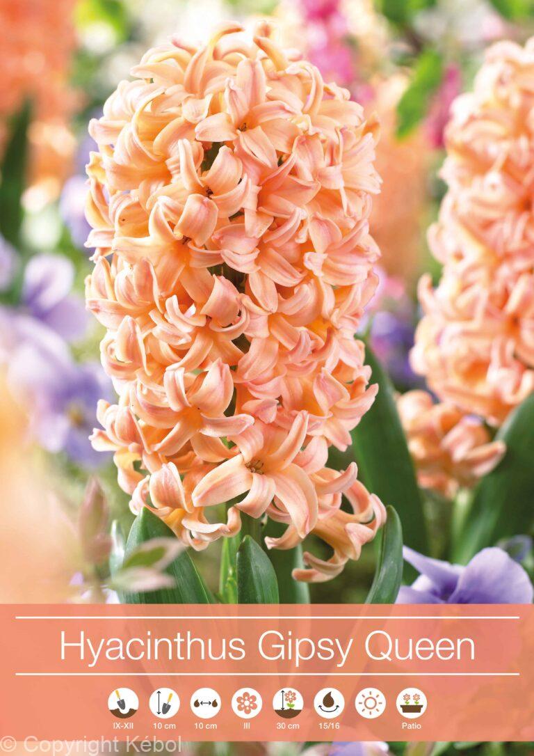 Hyacinthus Gipsy Queen