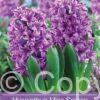 Hyacinthus Miss Saigon