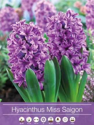 Hyacinthus Miss Saigon