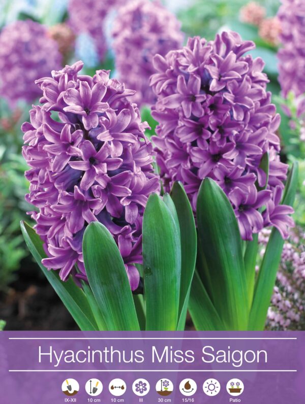 Hyacinthus Miss Saigon