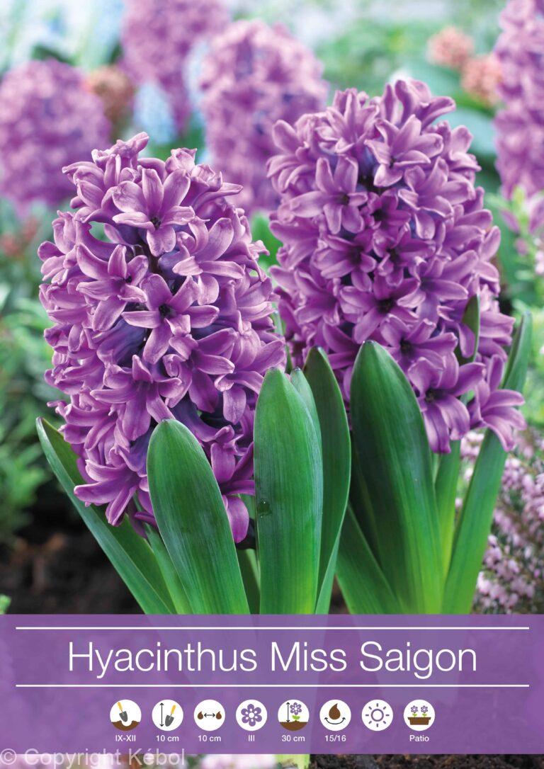 Hyacinthus Miss Saigon