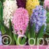 Hyacinthus Mixed