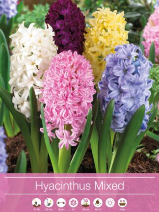 Hyacinthus Mixed