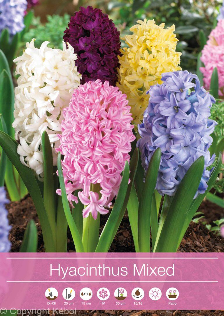 Hyacinthus Mixed