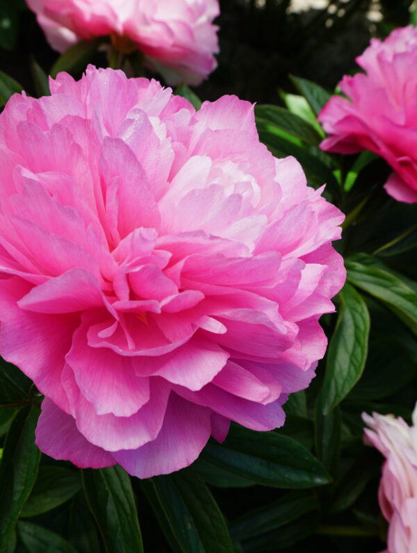 Paeonia Joker - case