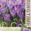 Crocus Blue Ocean