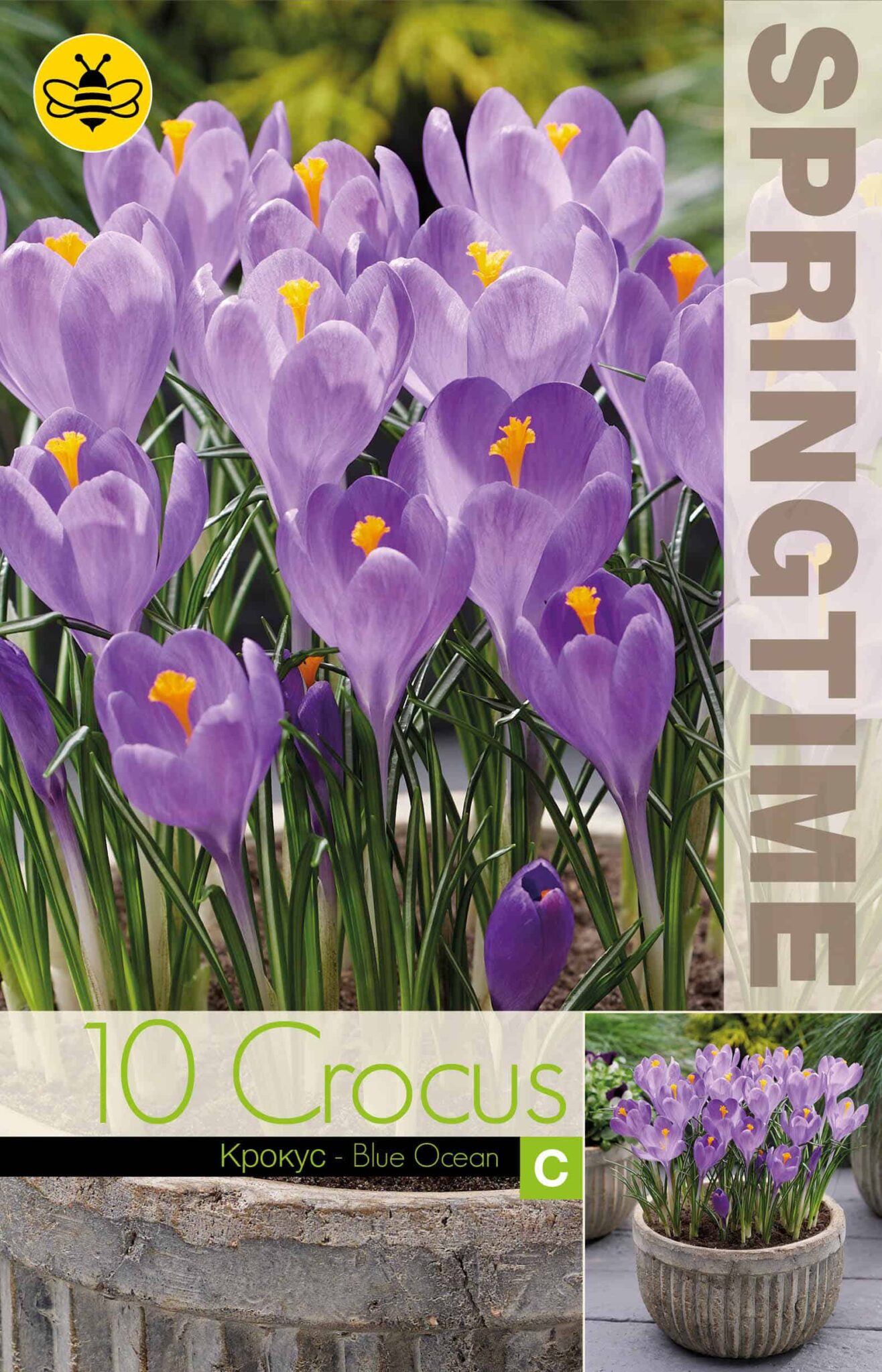 Crocus Blue Ocean