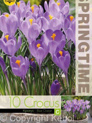 Crocus Blue Ocean