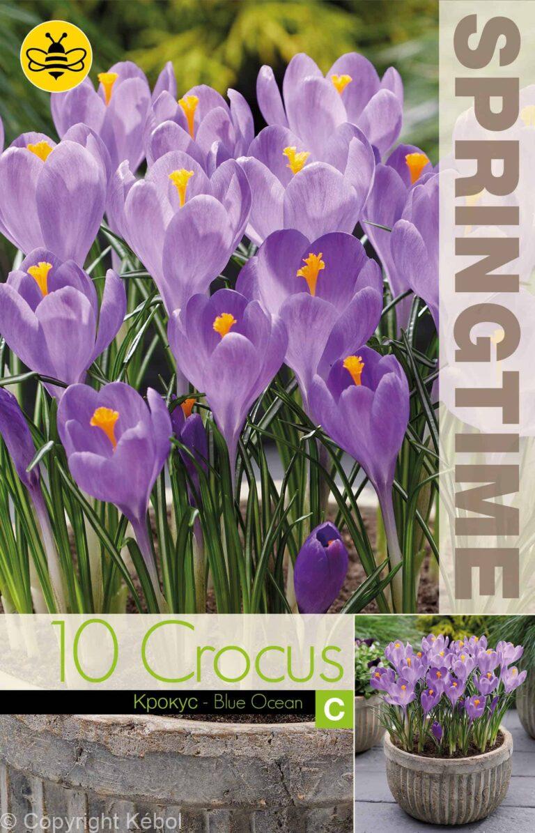 Crocus Blue Ocean