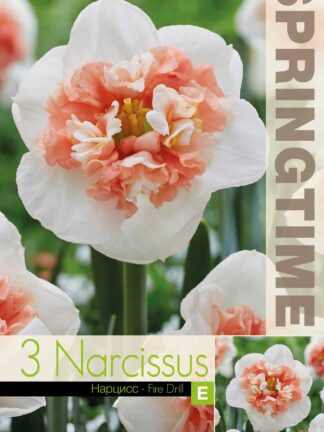 Narcissus Fire Drill