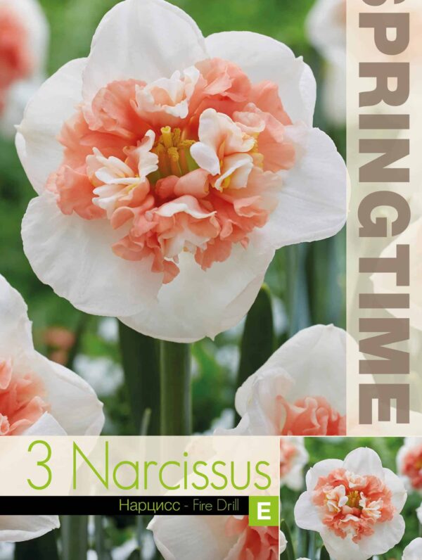 Narcissus Fire Drill