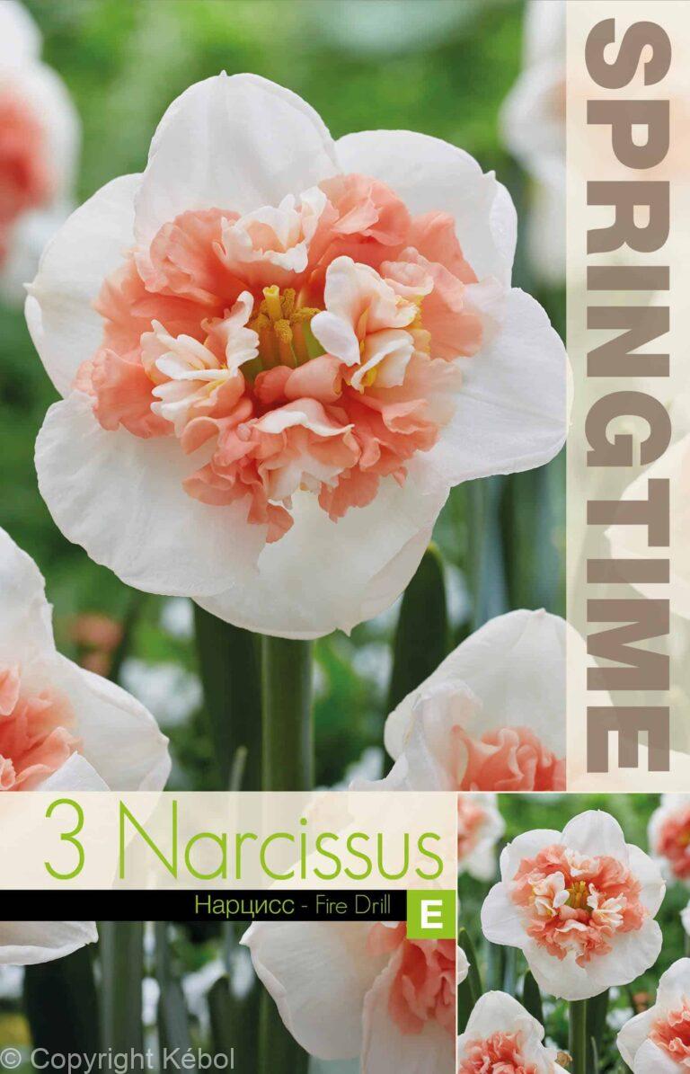 Narcissus Fire Drill