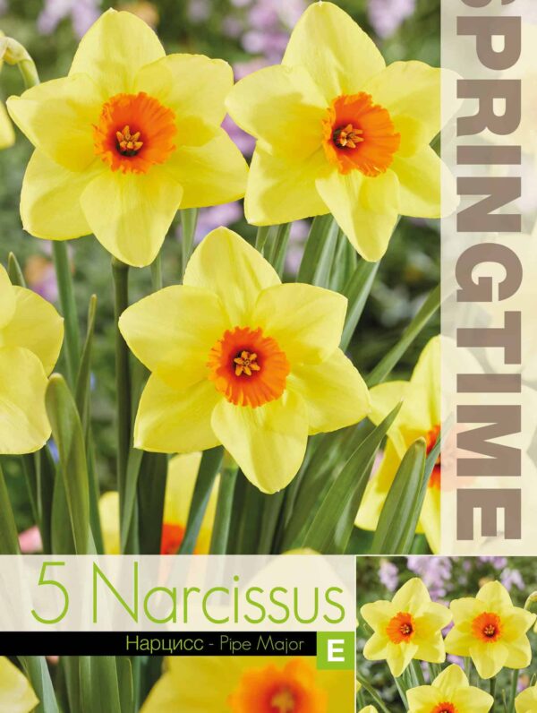 Narcissus Pipe Major