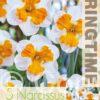 Narcissus Tricolett