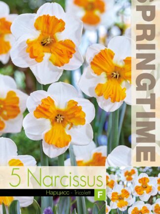 Narcissus Tricolett