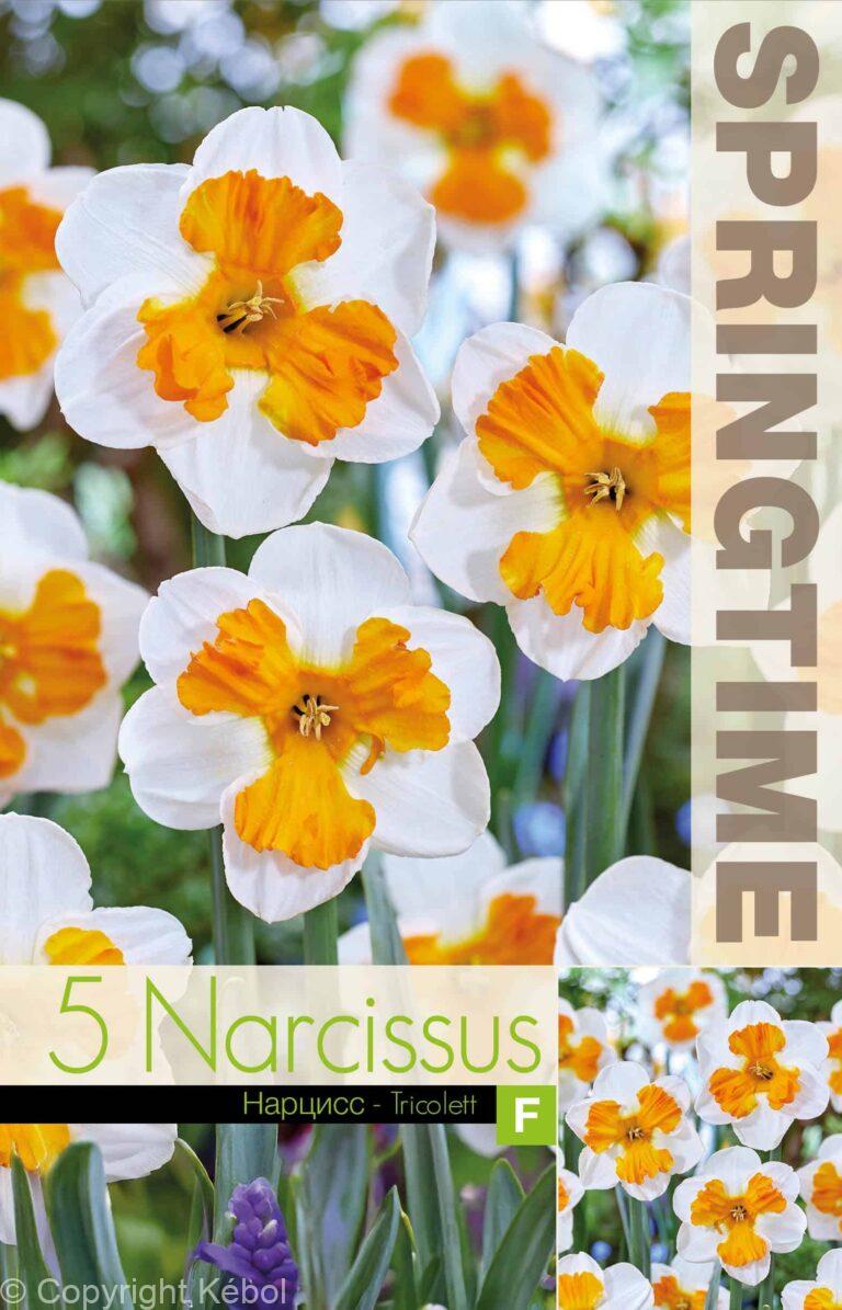 Narcissus Tricolett