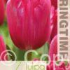 Tulipa Burgundy Lace