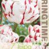 Tulipa Carnaval de Nice
