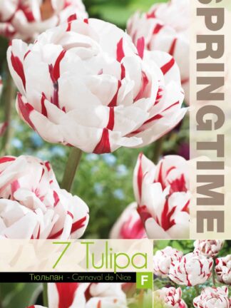 Tulipa Carnaval de Nice