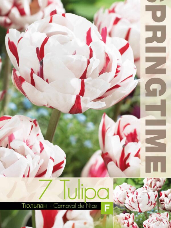 Tulipa Carnaval de Nice