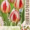 Tulipa Carnaval de Rio