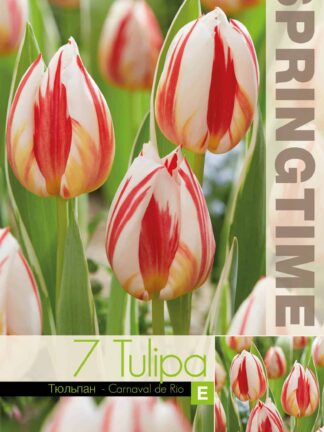 Tulipa Carnaval de Rio