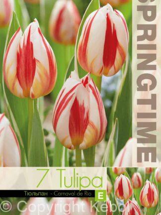 Tulipa Carnaval de Rio