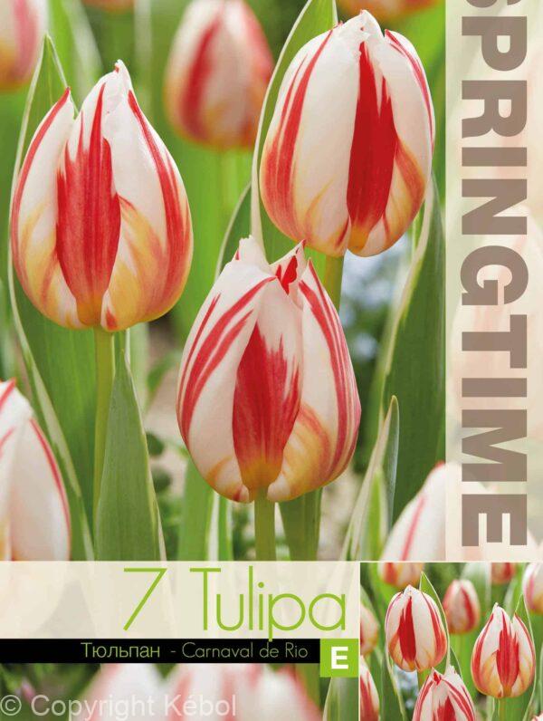 Tulipa Carnaval de Rio