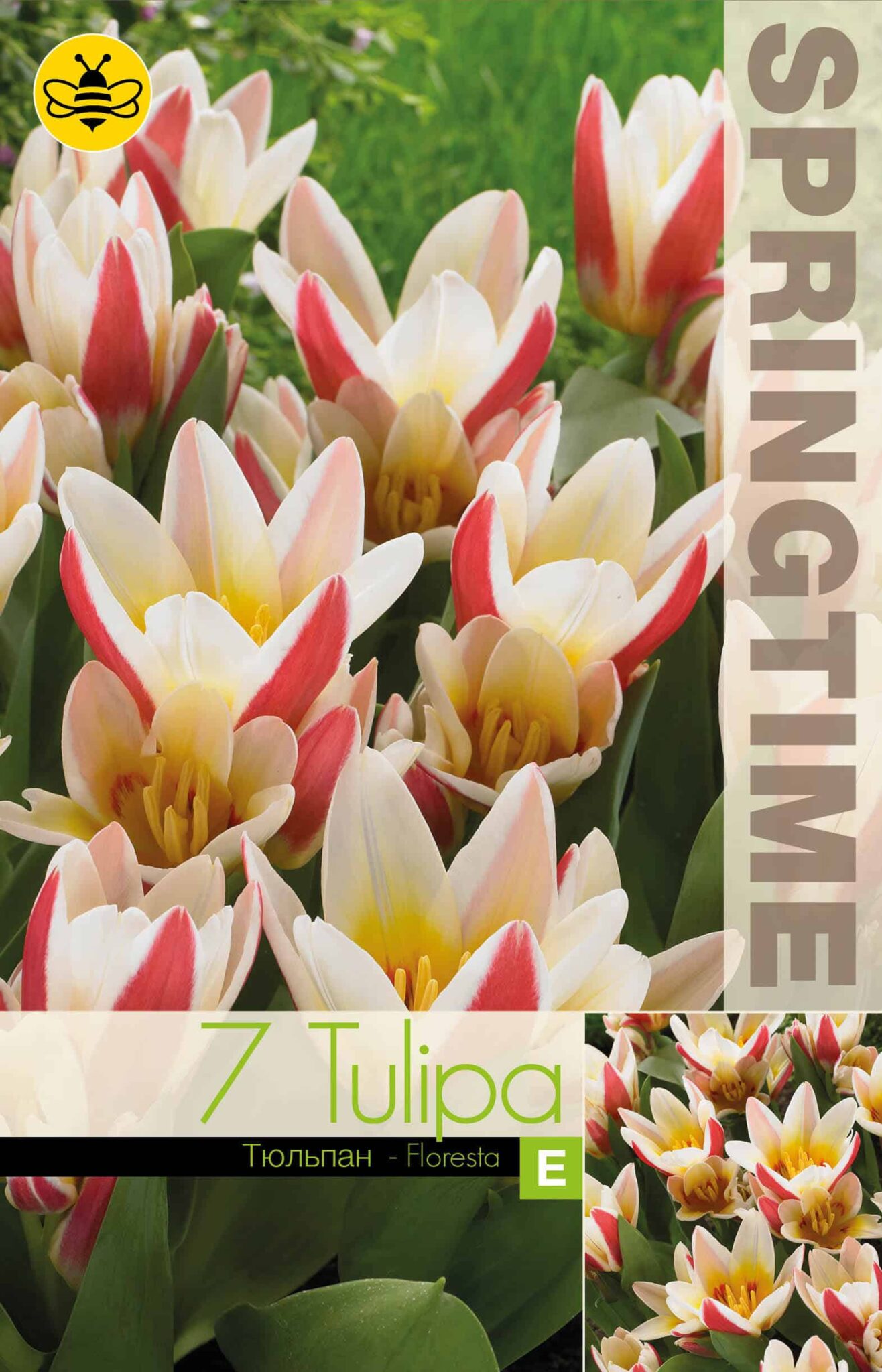 Tulipa Floresta